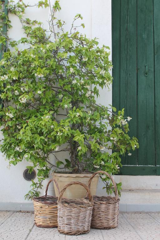 B&B Masseria Cappotto Laterza Bagian luar foto